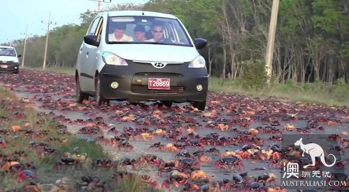 Shock Dotu! The 'Red Wave' attacked Christmas Island in Australia, a sight that is rare all over the world.