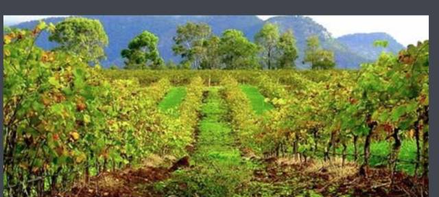 Now it must be known that each of the nine largest wine producers in Australia has hidden mystery.