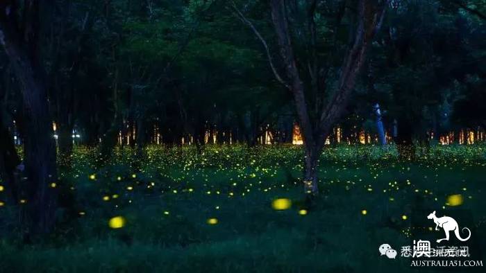 Sydney will have a magical thing to happen, a group of elves outside Sydney, like a dream!