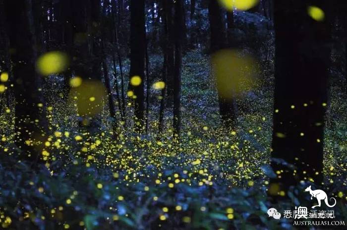 Sydney will have a magical thing to happen, a group of elves outside Sydney, like a dream!