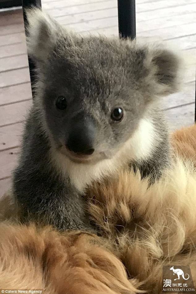 The lovely little koala snuck into the residents' house on the cold night, and the bear held the golden fur dog to keep warm.