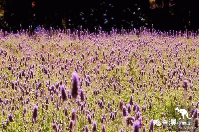 Victoria four famous lavender flowers sea the strongest introduction! Across to Provence in an instant.