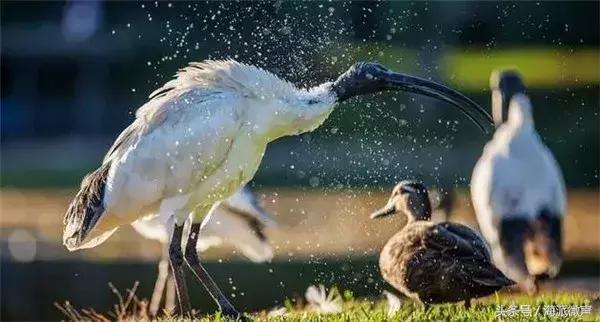 Finally knew what the 'junk bird' was on the streets of Australia, but government started ordering it to be hunted.