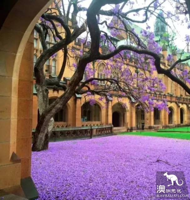 Early spring, Sydney around the 'flirting with grass' full introduction, have you learned?
