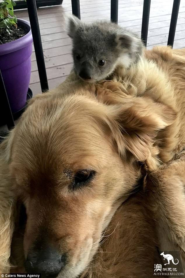 The lovely little koala snuck into the residents' house on the cold night, and the bear held the golden fur dog to keep warm.