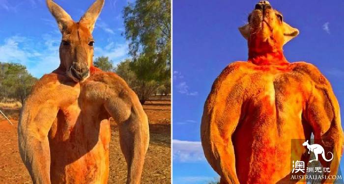 Australia super 'internet celebrity' kangaroo went to the west yesterday, once because of muscle flashover red! Make the netizens feel sorry