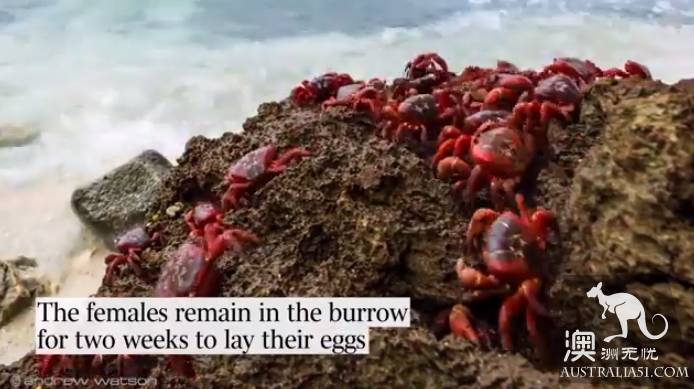 Shock Dotu! The 'Red Wave' attacked Christmas Island in Australia, a sight that is rare all over the world.