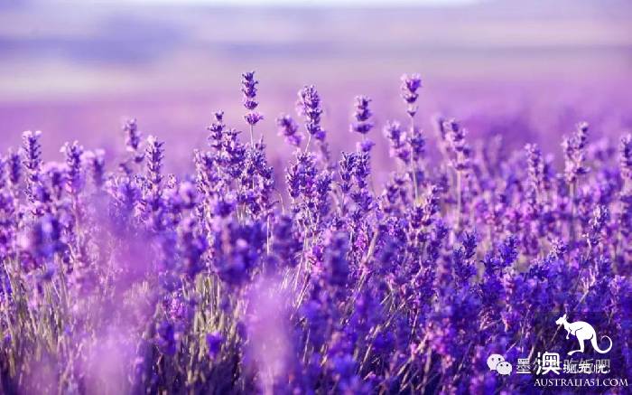 Victoria four famous lavender flowers sea the strongest introduction! Across to Provence in an instant.