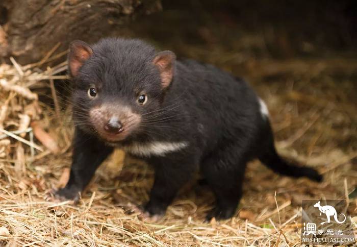 This little animal is known as the most special 'little devil' in Tahrena? That's your misunderstanding!
