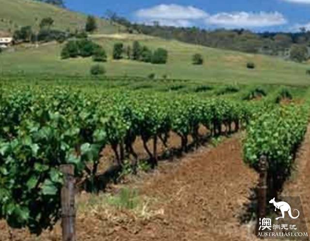 Now it must be known that each of the nine largest wine producers in Australia has hidden mystery.