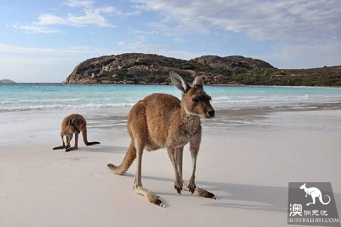 The 101 most beautiful and funniest things in Australia are all here, and there are no regrets to go to the end of this life.