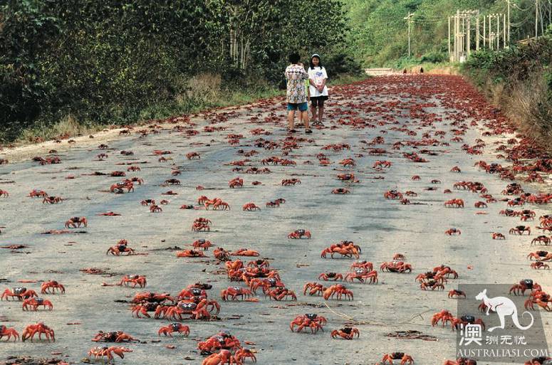 Shock Dotu! The 'Red Wave' attacked Christmas Island in Australia, a sight that is rare all over the world.