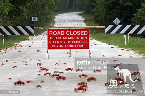 Shock Dotu! The 'Red Wave' attacked Christmas Island in Australia, a sight that is rare all over the world.
