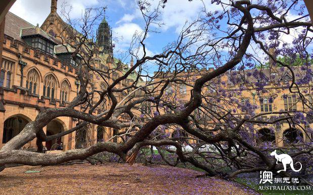 Early spring, Sydney around the 'flirting with grass' full introduction, have you learned?