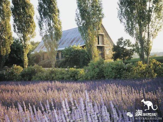 Victoria four famous lavender flowers sea the strongest introduction! Across to Provence in an instant.