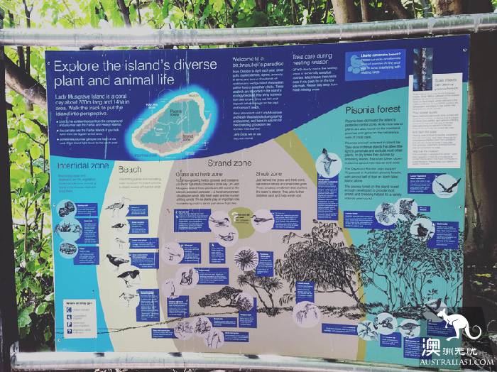 私藏的绝美珊瑚礁：怀抱中的马斯格雷夫夫人岛（Lady Musgrave Island）​
