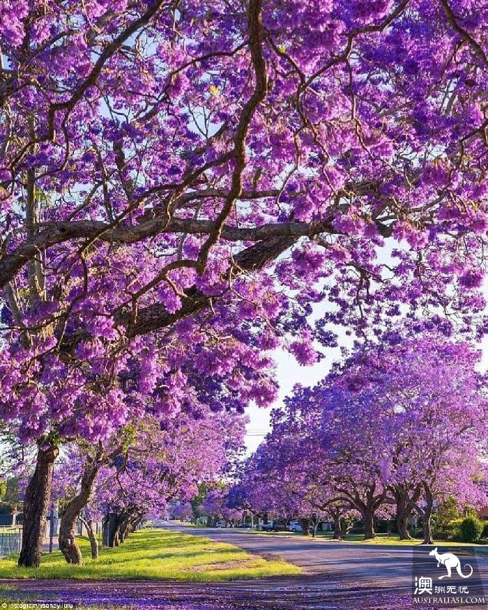Sydney's jacaranda blossoms, attracting a large number of photographers.