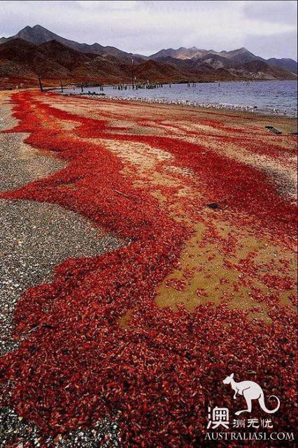 Shock Dotu! The 'Red Wave' attacked Christmas Island in Australia, a sight that is rare all over the world.