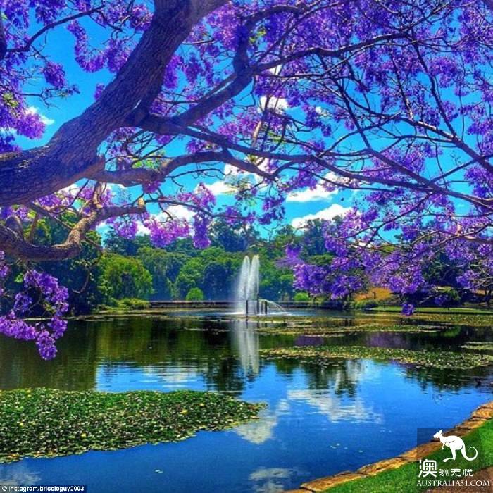 Sydney's jacaranda blossoms, attracting a large number of photographers.