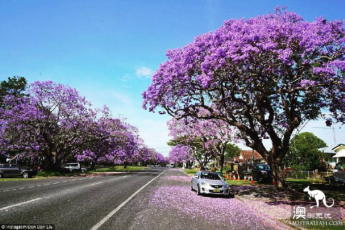 Sydney's jacaranda blossoms, attracting a large number of photographers.