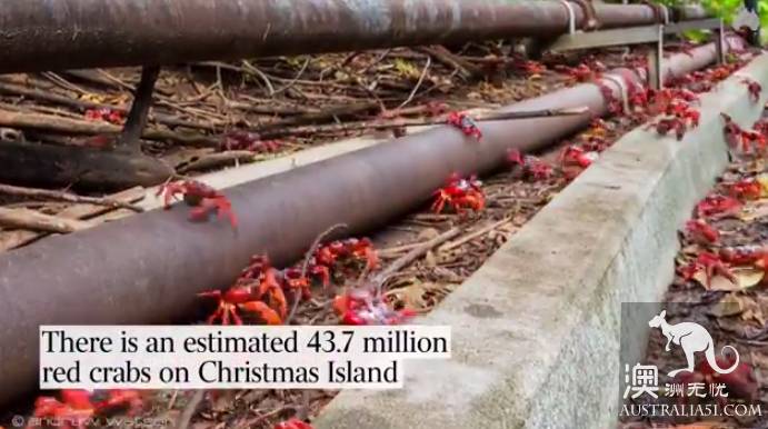 Shock Dotu! The 'Red Wave' attacked Christmas Island in Australia, a sight that is rare all over the world.