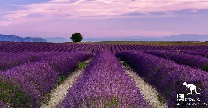 Melbourne's three most beautiful lavender gardens. I'm going to be a romantic fairy.