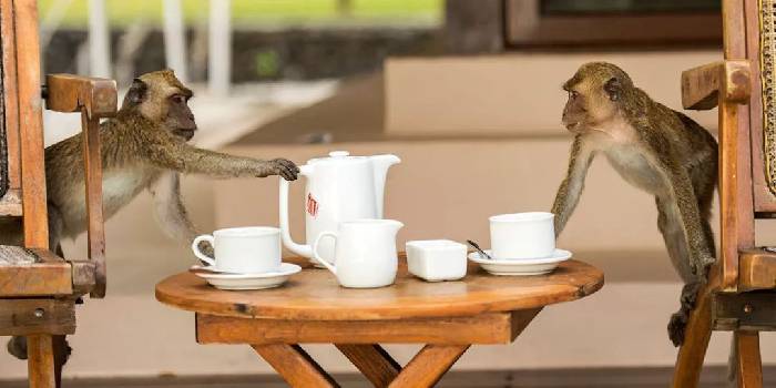 There is a kind of trip called wild luxury, there is a kind of hotel called Glamping