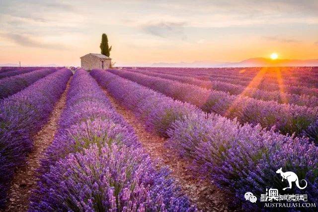 Victoria four famous lavender flowers sea the strongest introduction! Across to Provence in an instant.