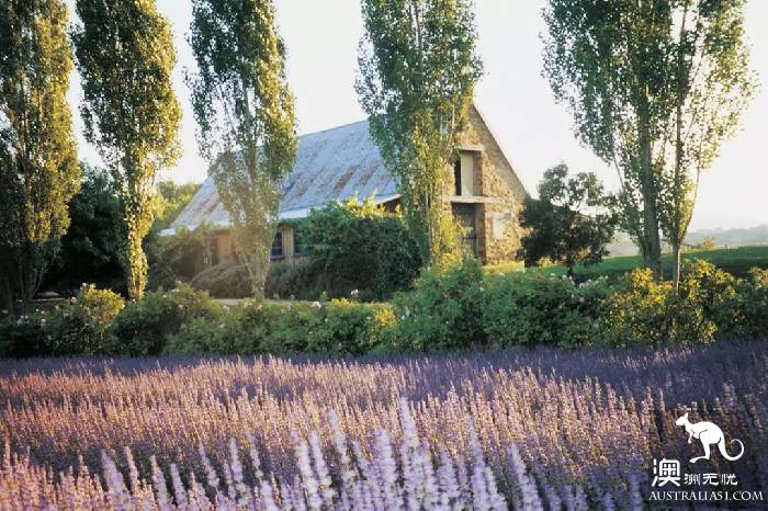 Melbourne's three most beautiful lavender gardens. I'm going to be a romantic fairy.