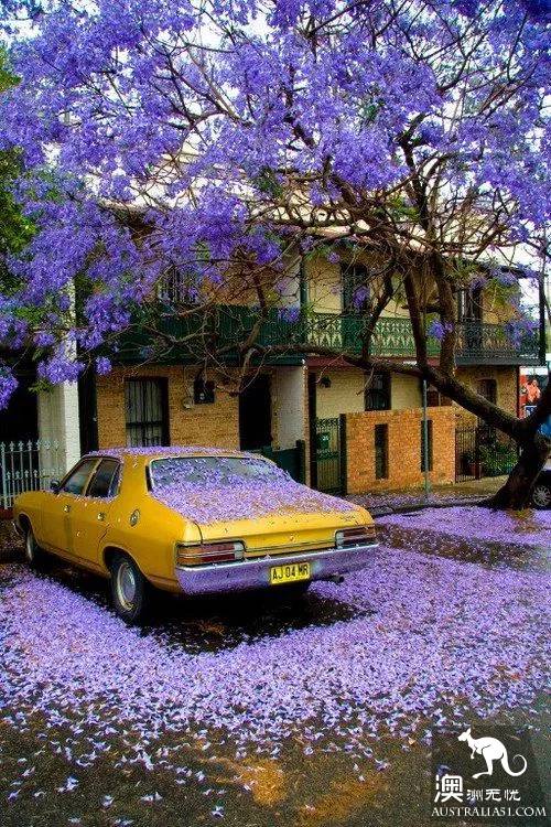 Early spring, Sydney around the 'flirting with grass' full introduction, have you learned?