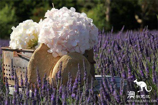 Melbourne's three most beautiful lavender gardens. I'm going to be a romantic fairy.
