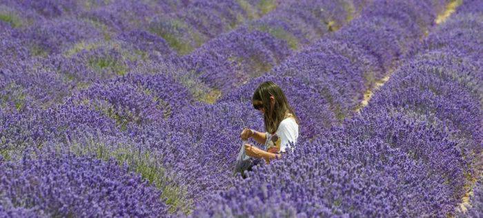 Melbourne's three most beautiful lavender gardens. I'm going to be a romantic fairy.