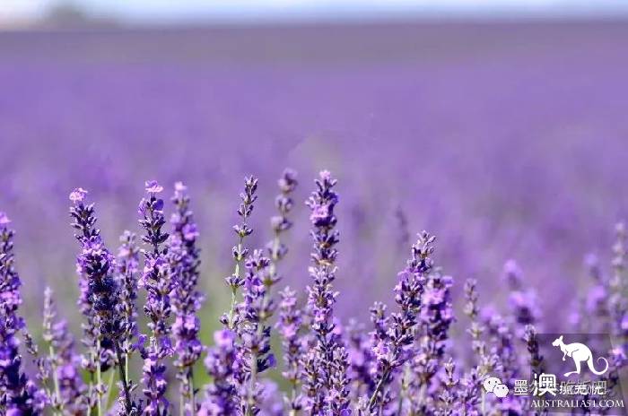 Victoria four famous lavender flowers sea the strongest introduction! Across to Provence in an instant.