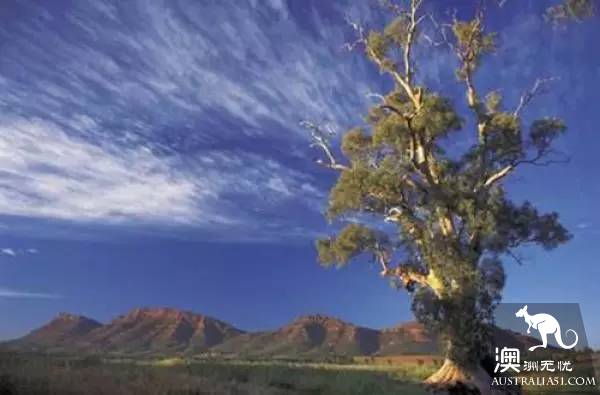 Now it must be known that each of the nine largest wine producers in Australia has hidden mystery.