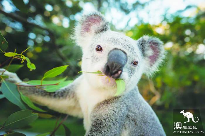 A sharp decline in the number of koalas in the new state, or extinction by 2050