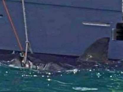 Shocked! 4.6m great white shark was caught by Sydney fishermen.