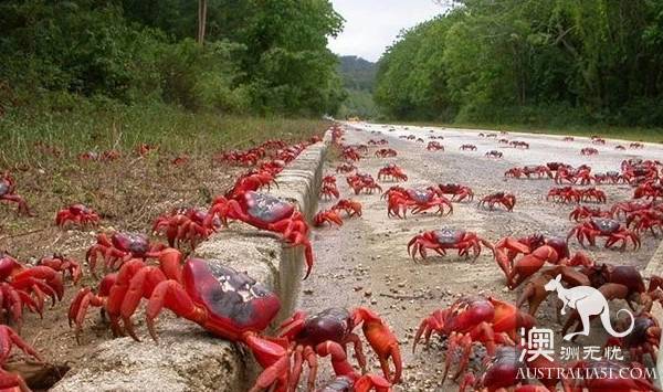 Shock Dotu! The 'Red Wave' attacked Christmas Island in Australia, a sight that is rare all over the world.