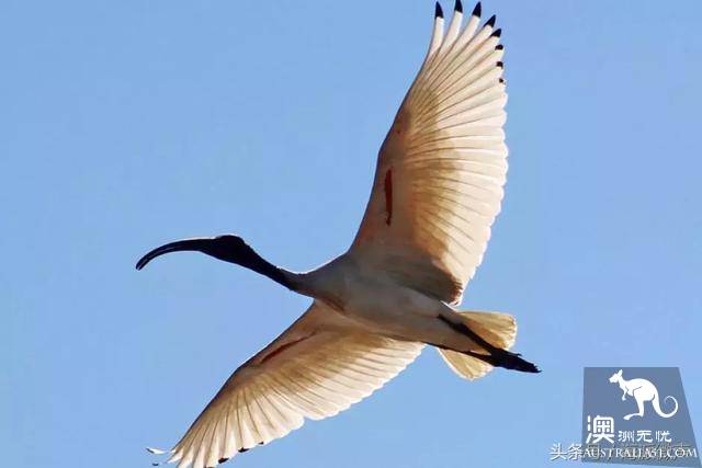 Finally knew what the 'junk bird' was on the streets of Australia, but government started ordering it to be hunted.