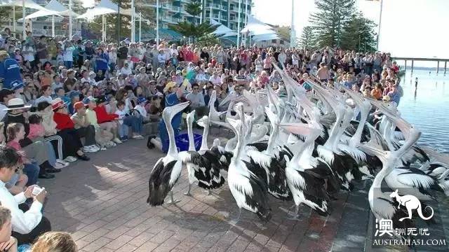 The 101 most beautiful and funniest things in Australia are all here, and there are no regrets to go to the end of this life.