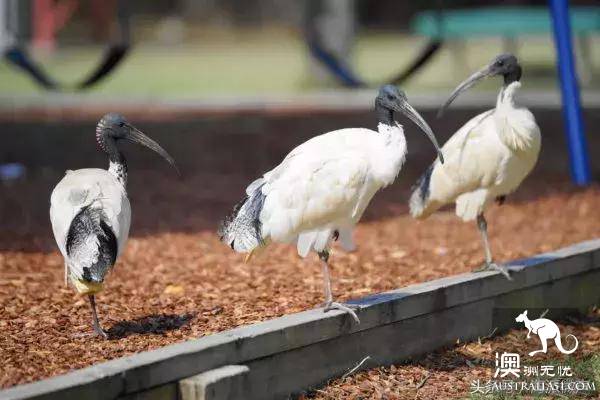 Finally knew what the 'junk bird' was on the streets of Australia, but government started ordering it to be hunted.