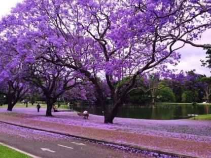 Brisbane is going to make the world jealous again! October's village is a purple fairy tale.
