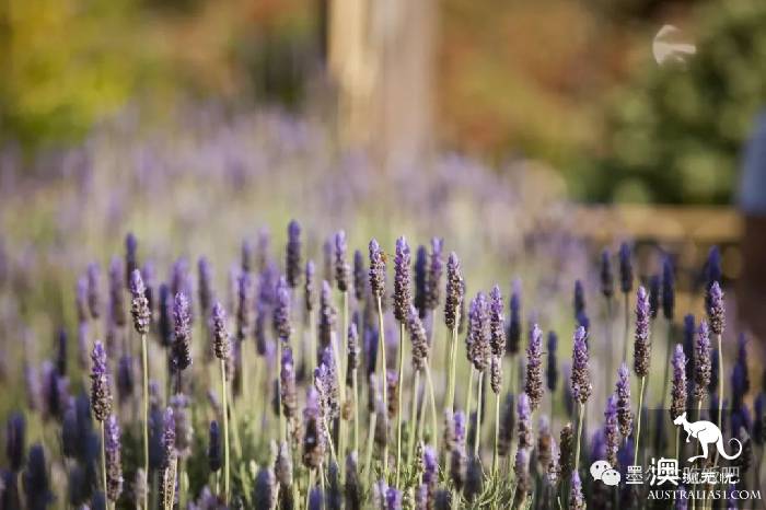 Victoria four famous lavender flowers sea the strongest introduction! Across to Provence in an instant.