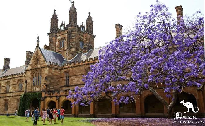 Early spring, Sydney around the 'flirting with grass' full introduction, have you learned?