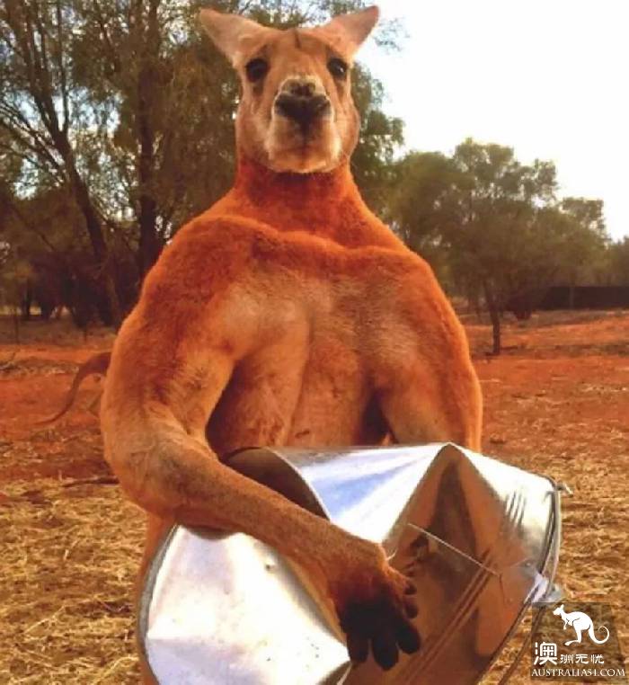 Australia super 'internet celebrity' kangaroo went to the west yesterday, once because of muscle flashover red! Make the netizens feel sorry