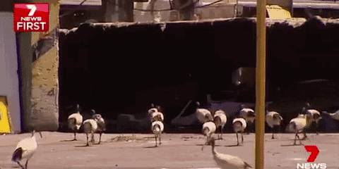 Finally knew what the 'junk bird' was on the streets of Australia, but government started ordering it to be hunted.