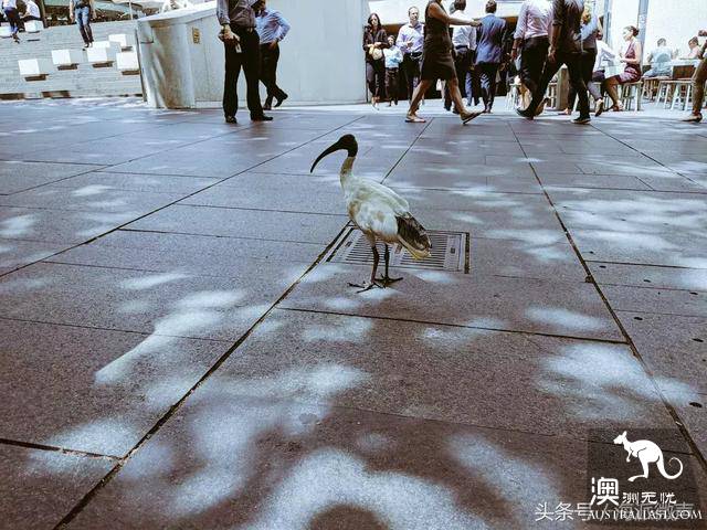 Finally knew what the 'junk bird' was on the streets of Australia, but government started ordering it to be hunted.