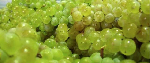 Now it must be known that each of the nine largest wine producers in Australia has hidden mystery.