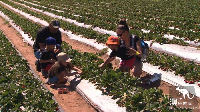 'Strawberry Sunday,' thousands of people flock to farms to buy strawberries to support growers