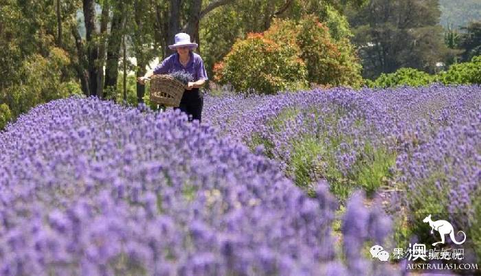 Victoria four famous lavender flowers sea the strongest introduction! Across to Provence in an instant.