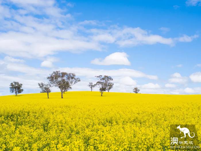 Early spring, Sydney around the 'flirting with grass' full introduction, have you learned?